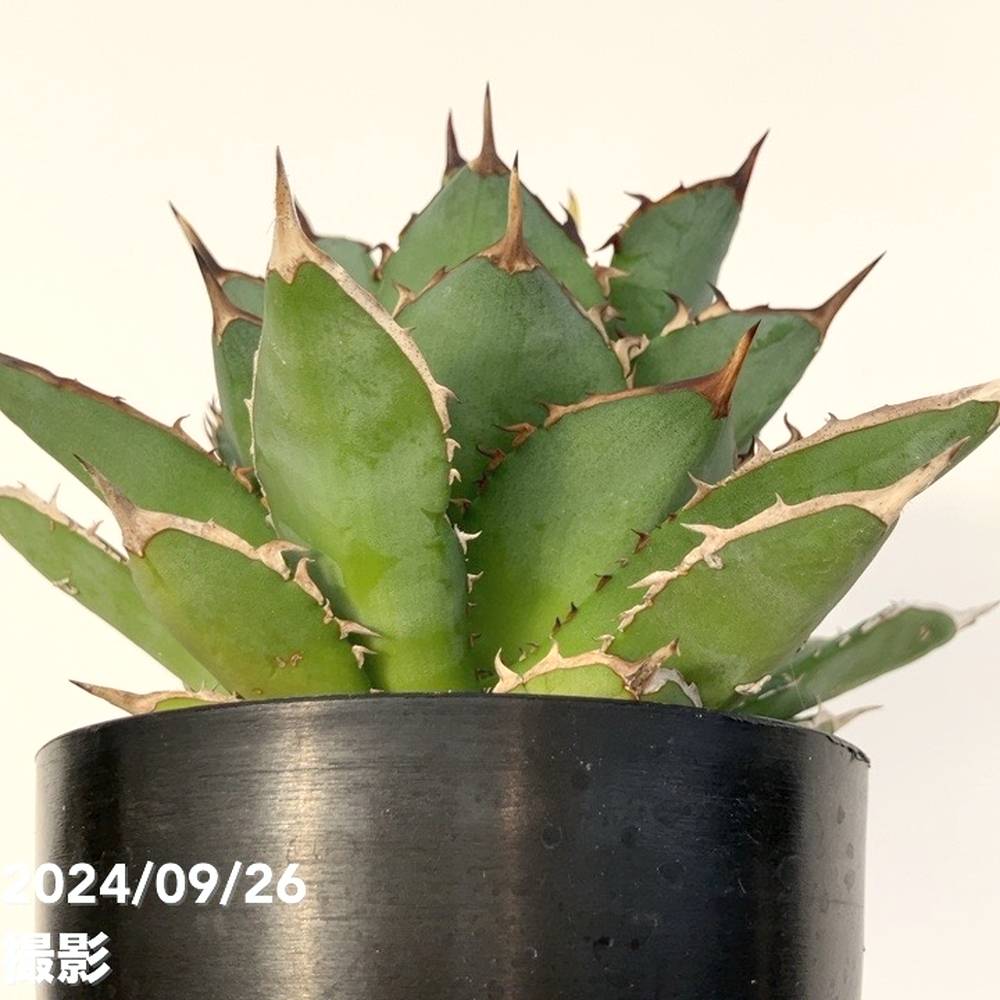 現品お届け】アガベ 4号 チタノタ タワーオブバベル Agave titanota