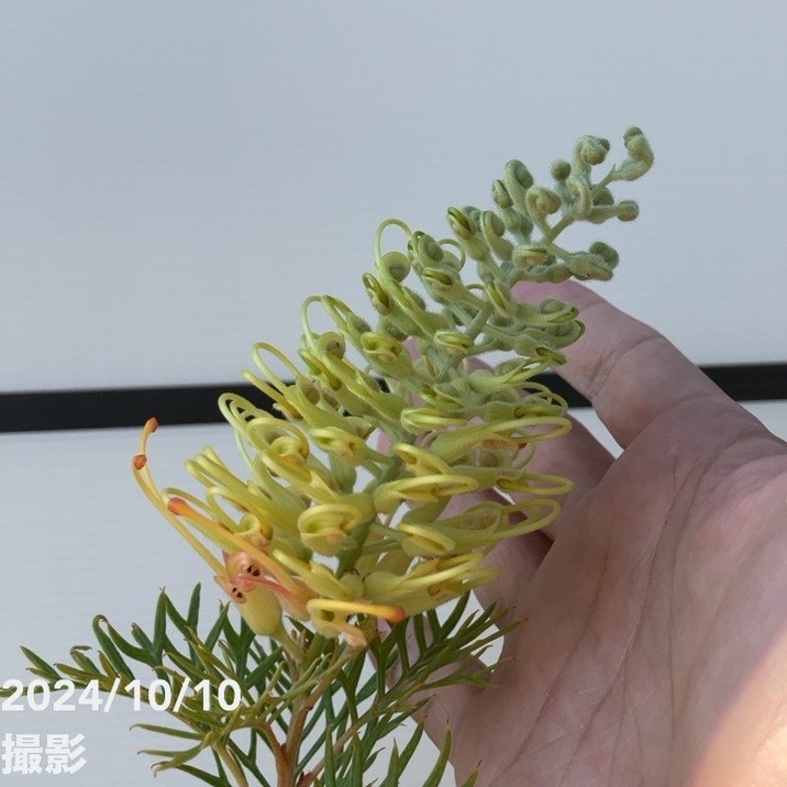 現品お届け】グレビレア ピーチズアンドクリーム 8号大株（2）｜s200