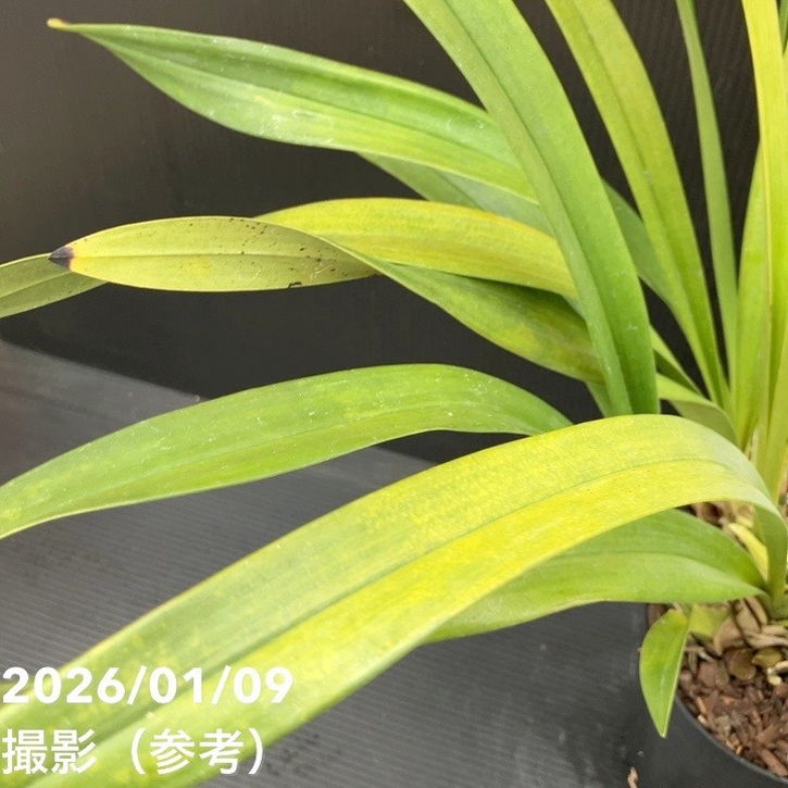 花芽3個＞ミスマフェット 6号｜ミツバチ蘭｜洋蘭10-TU | 草花,蘭