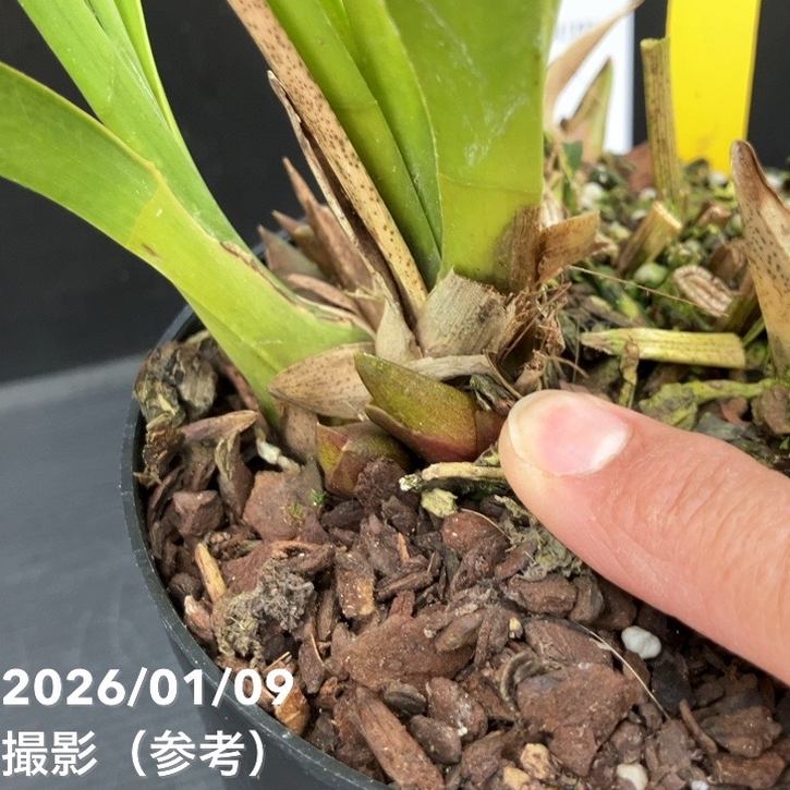 花芽3個＞ミスマフェット 6号｜ミツバチ蘭｜洋蘭10-TU | 草花,蘭