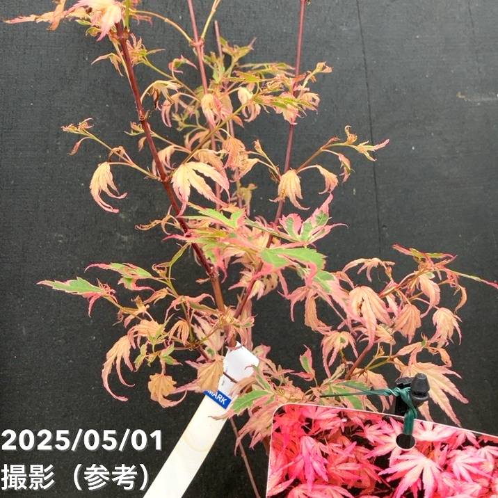 希少斑入りもみじ テイラー6号鉢全長120cm6年もの