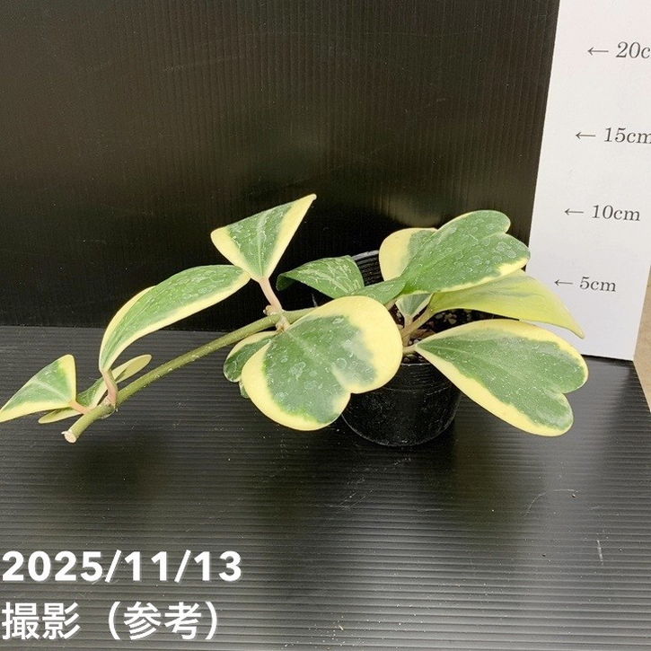 ホヤカーリー 期間限定10％OFF！】ホヤ カーリー 斑入り 3.5号｜観葉10-TU | 観葉