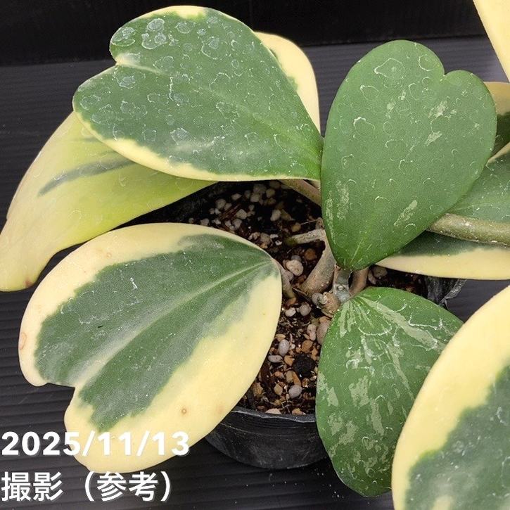 ホヤカーリー 期間限定10％OFF！】ホヤ カーリー 斑入り 3.5号｜観葉10-TU | 観葉