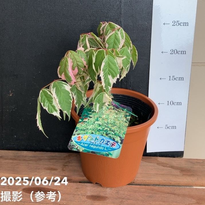 ネグンドカエデ フラミンゴ 5号｜花木04-PA | 花木・庭木 | 赤塚植物園