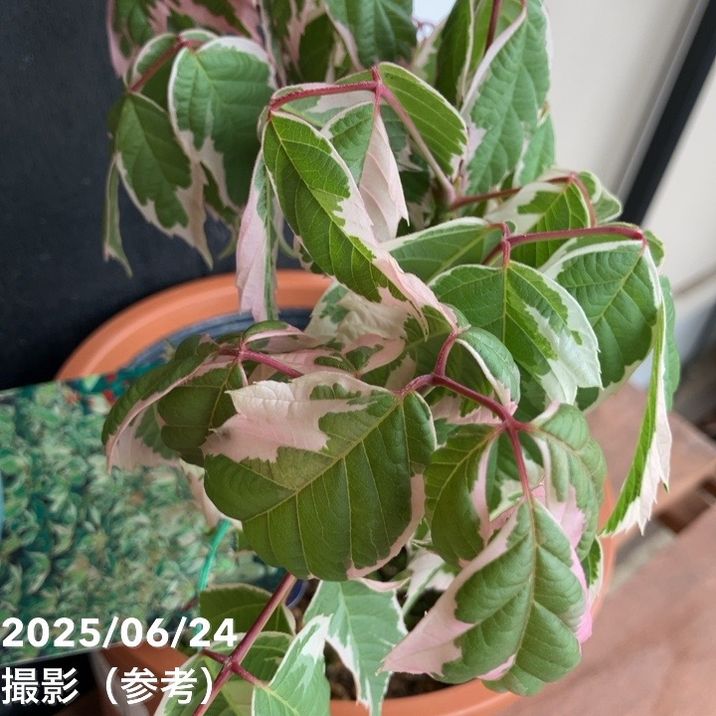 ネグンドカエデ フラミンゴ 5号｜花木04-PA | 花木・庭木 | 赤塚植物園