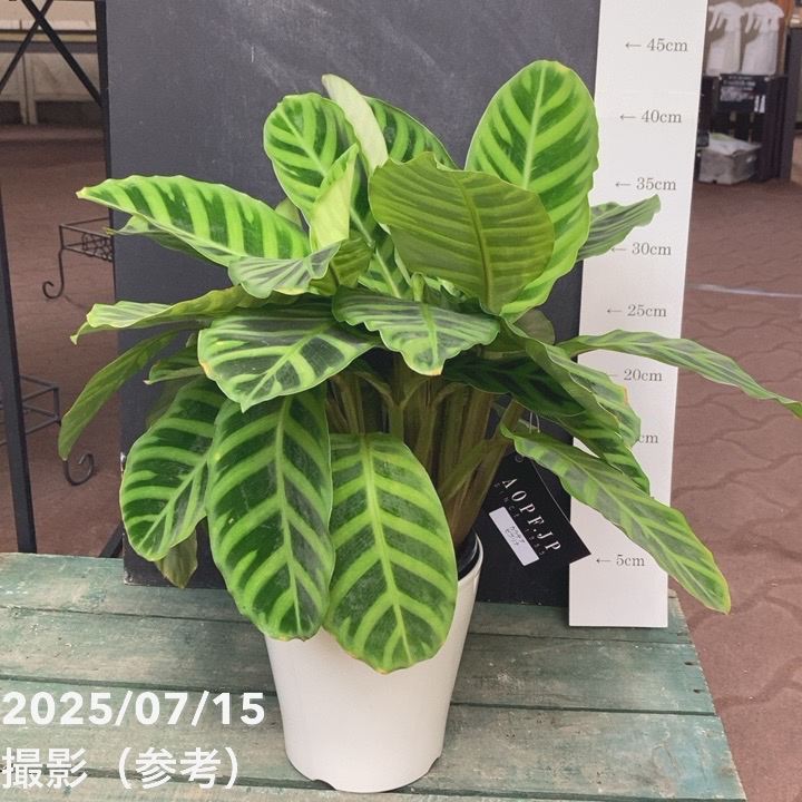 カラテア ゼブリナ 5号｜観葉04-PA | 観葉・多肉,カラテア | 赤塚