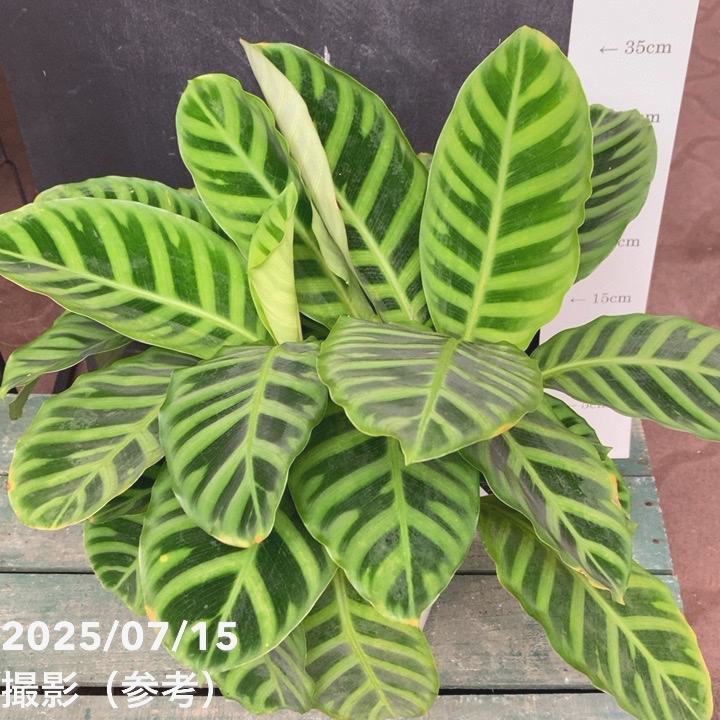 カラテア ゼブリナ 5号｜観葉04-PA | 観葉・多肉,カラテア | 赤塚