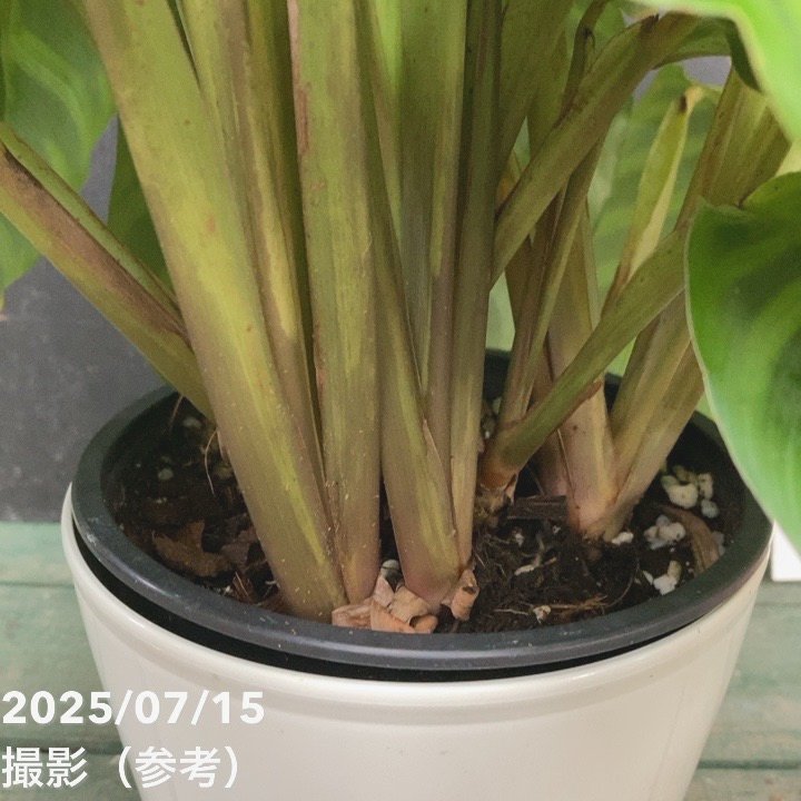 カラテア ゼブリナ 5号｜観葉04-PA | 観葉・多肉,カラテア | 赤塚