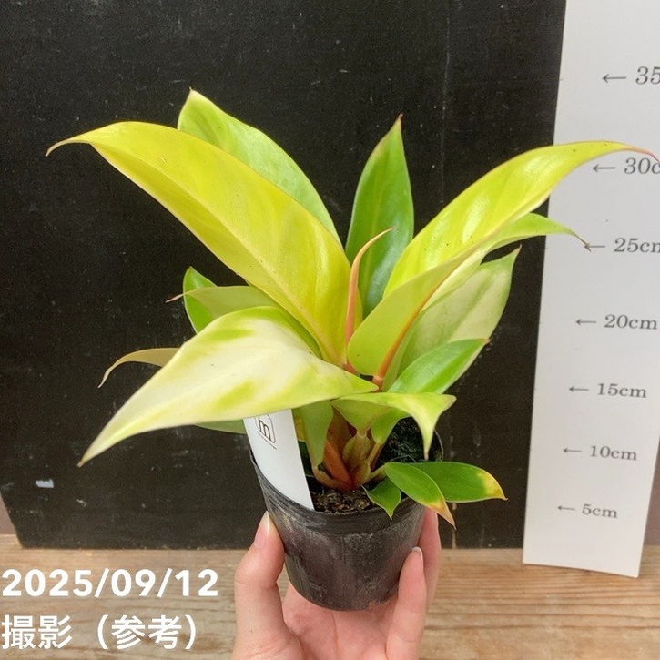 フィロデンドロン プリンスオブオレンジ 2.5号｜観葉04-PA | 観葉