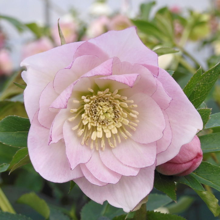 クリスマスローズ 伊勢みやび 3.5号 ほのか｜山野01-D1 | 草花