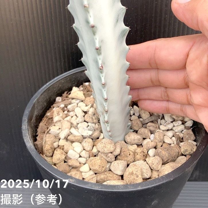 ユーフォルビア クリスタータ ホワイトゴースト 5号｜観葉10-TU | 観葉
