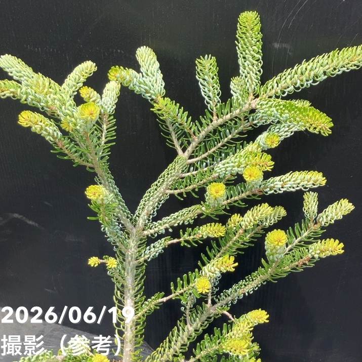 【現品お届け】真鍋庭園生産 レア品種 モミ サイシュウシラベ シルバーロック 7号(3)|花木10-TU