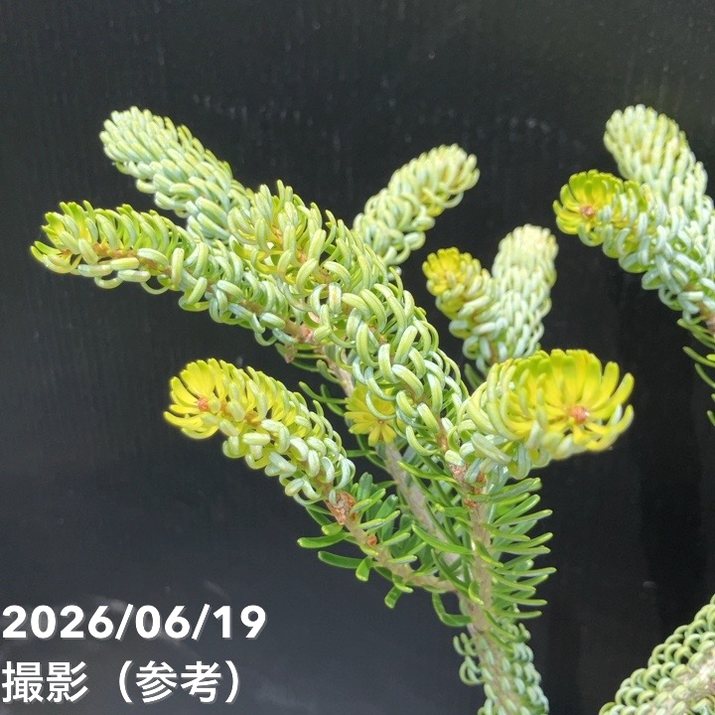 【現品お届け】真鍋庭園生産 レア品種 モミ サイシュウシラベ シルバーロック 7号(3)|花木10-TU