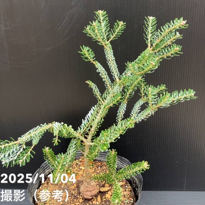 【現品お届け】真鍋庭園生産 レア品種 モミ サイシュウシラベ シルバーロック 7号(3)|花木10-TU