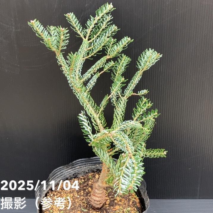 【現品お届け】真鍋庭園生産 レア品種 モミ サイシュウシラベ シルバーロック 7号(3)|花木10-TU