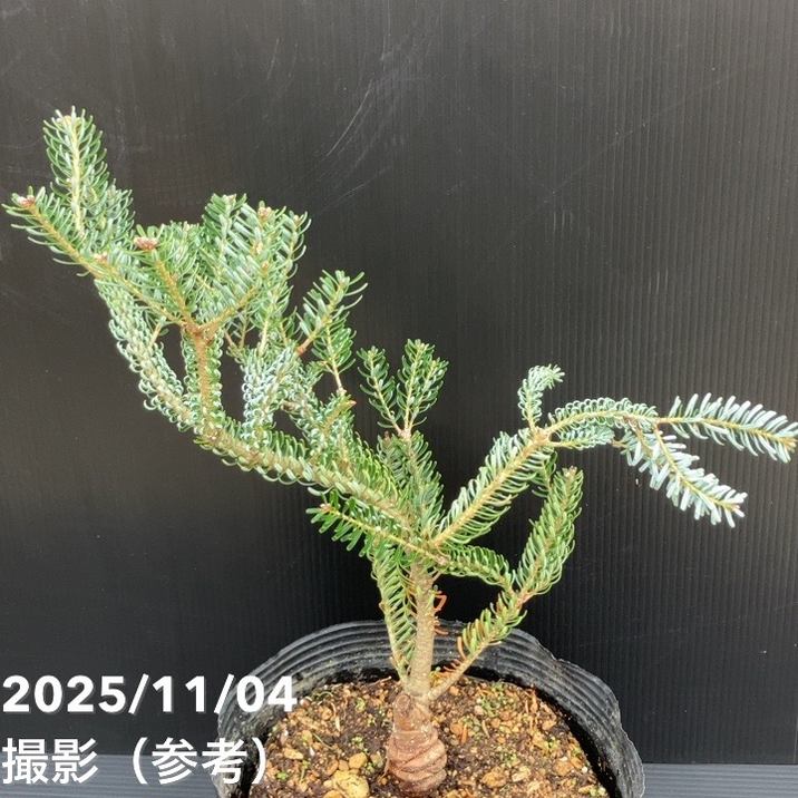 【現品お届け】真鍋庭園生産 レア品種 モミ サイシュウシラベ シルバーロック 7号(3)|花木10-TU