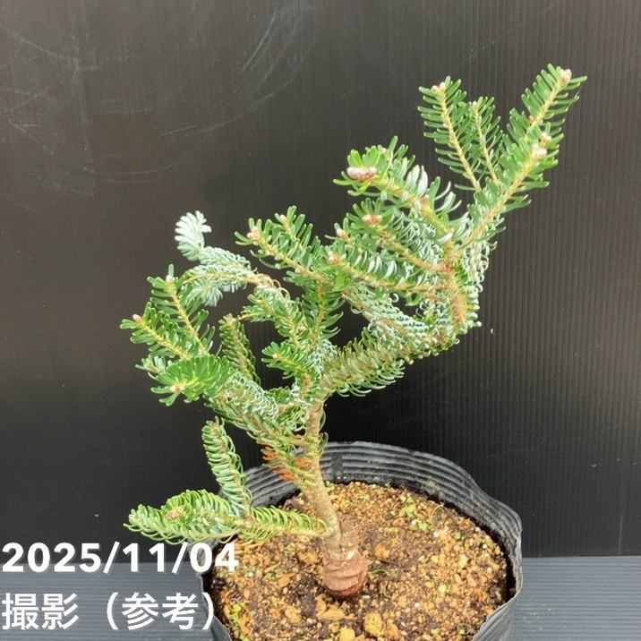 【現品お届け】真鍋庭園生産 レア品種 モミ サイシュウシラベ シルバーロック 7号(3)|花木10-TU