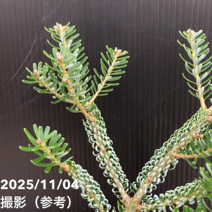 【現品お届け】真鍋庭園生産 レア品種 モミ サイシュウシラベ シルバーロック 7号(3)|花木10-TU