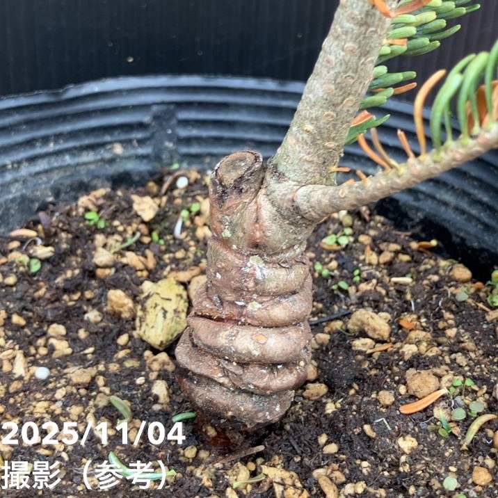 【現品お届け】真鍋庭園生産 レア品種 モミ サイシュウシラベ シルバーロック 7号(3)|花木10-TU