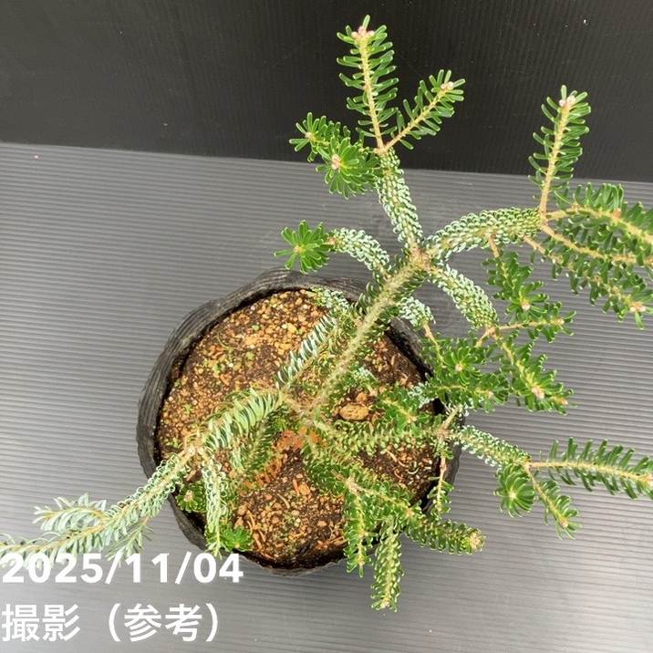 【現品お届け】真鍋庭園生産 レア品種 モミ サイシュウシラベ シルバーロック 7号(3)|花木10-TU