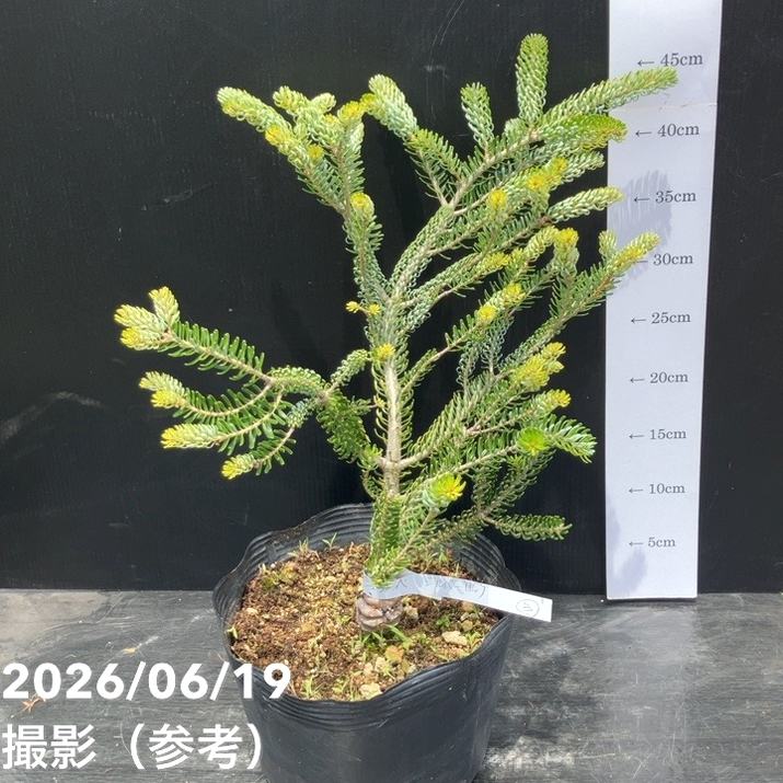 【現品お届け】真鍋庭園生産 レア品種 モミ サイシュウシラベ シルバーロック 7号(3)|花木10-TU