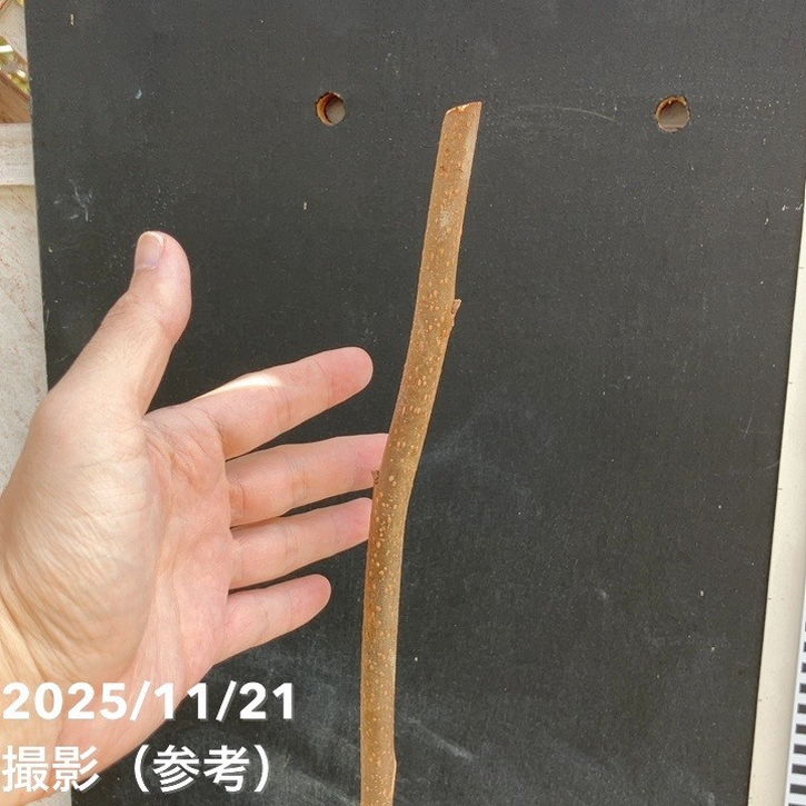 柿 カキ すなみ 4号ロングポット 1年生 接木苗|果樹04-P