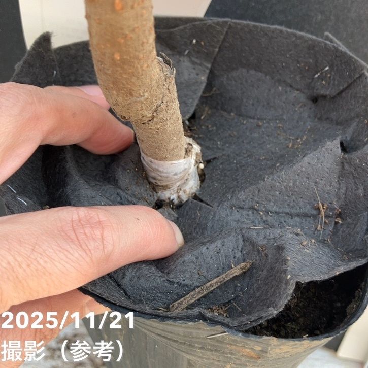 柿 カキ すなみ 4号ロングポット 1年生 接木苗|果樹04-P