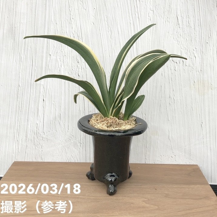 現品お届け】豊明園 万年青 オモト 天光閣 陶器鉢（O34）｜観葉10-TU
