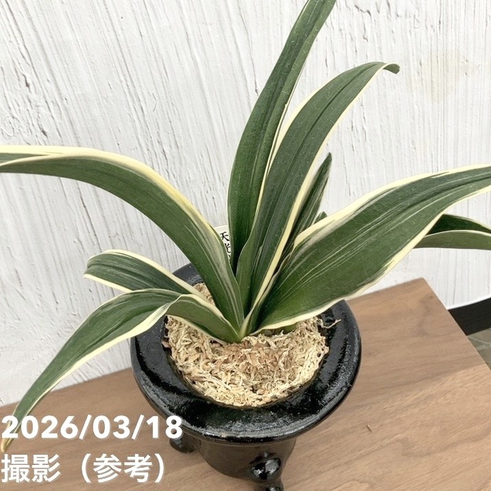 決算P5倍！10%OFF！8/2まで】【現品お届け】豊明園 万年青 オモト 天光