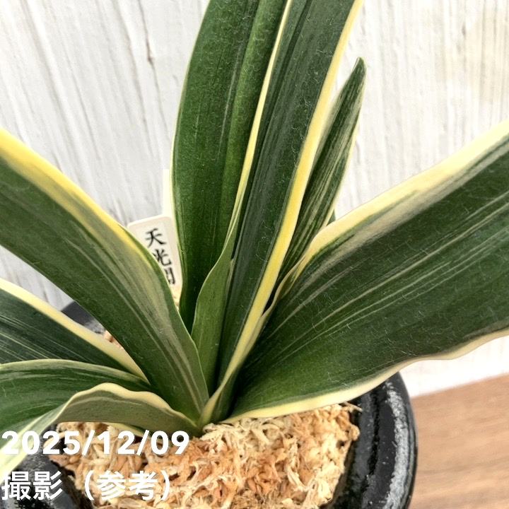 現品お届け】豊明園 万年青 オモト 天光閣 陶器鉢（O34）｜観葉10-TU