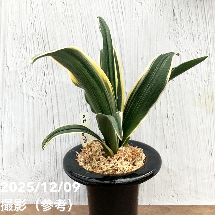 現品お届け】豊明園 万年青 オモト 天光閣 陶器鉢（O34）｜観葉10-TU