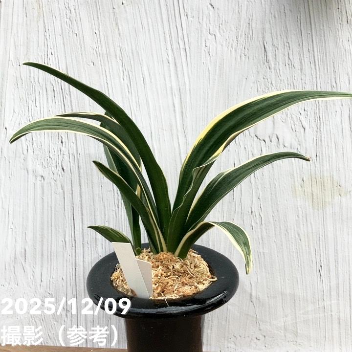現品お届け】豊明園 万年青 オモト 天光閣 陶器鉢（O34）｜観葉10-TU
