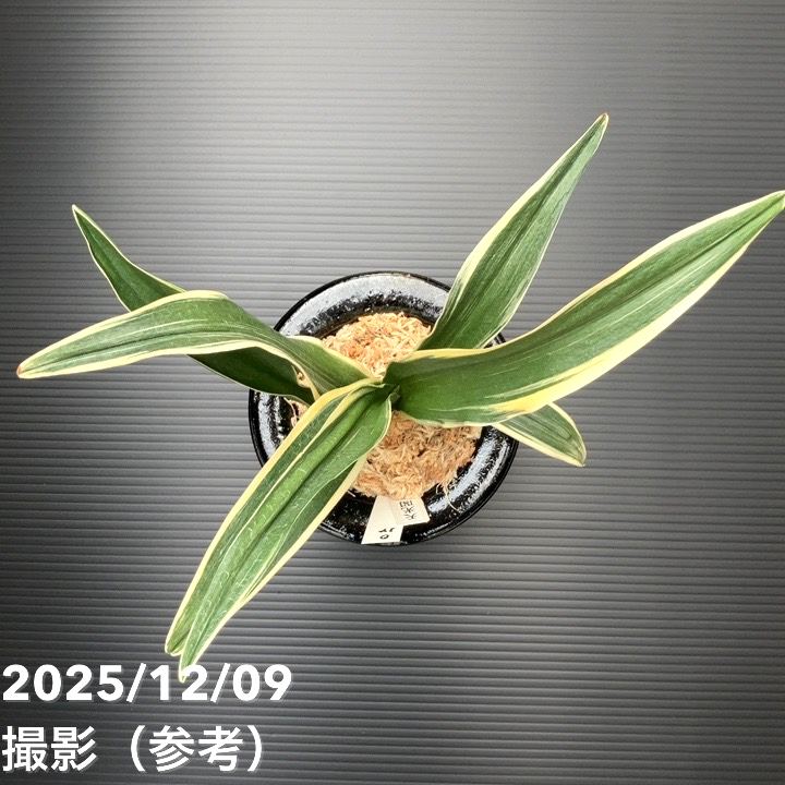現品お届け】豊明園 万年青 オモト 天光閣 陶器鉢（O34）｜観葉10-TU