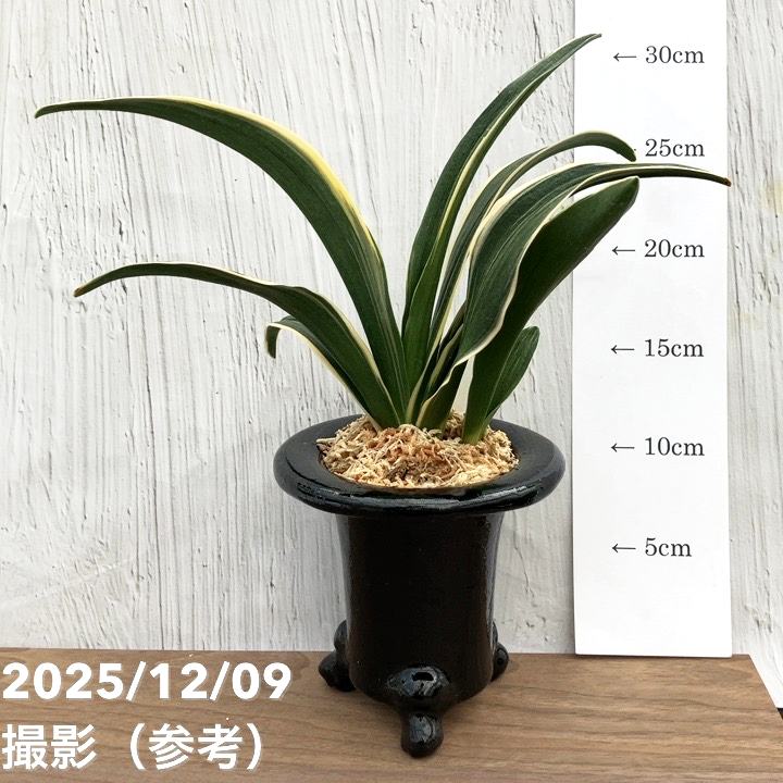 現品お届け】豊明園 万年青 オモト 天光閣 陶器鉢（O34）｜観葉10-TU