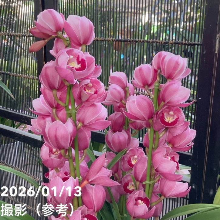 シンビジューム 6号プラ鉢 4本立 アップルボール｜s200｜洋蘭04-PA