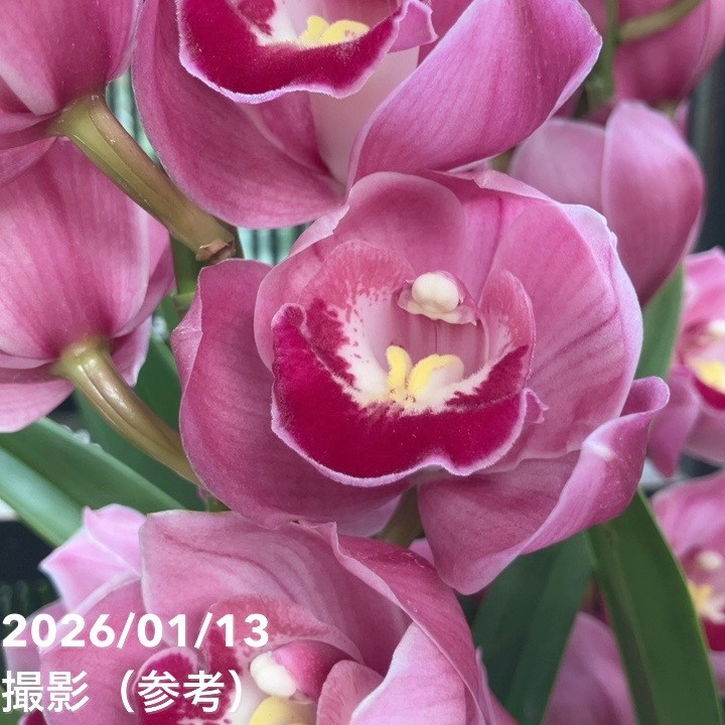 シンビジューム 6号プラ鉢 4本立 アップルボール｜s200｜洋蘭04-PA