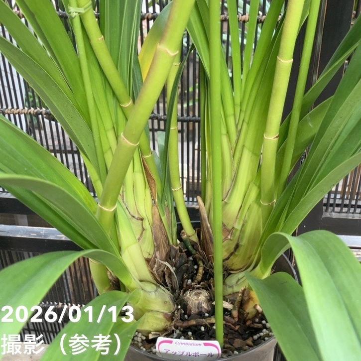 シンビジューム 6号プラ鉢 4本立 アップルボール｜s200｜洋蘭04-PA