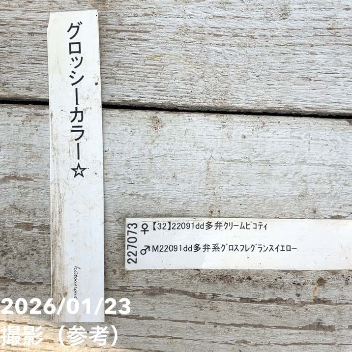 一点物】加藤農園 クリスマスローズ グロッシーカラー 4.5号（KT37