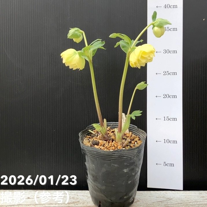 一点物】加藤農園 クリスマスローズ グロッシーカラー 4.5号（KT37