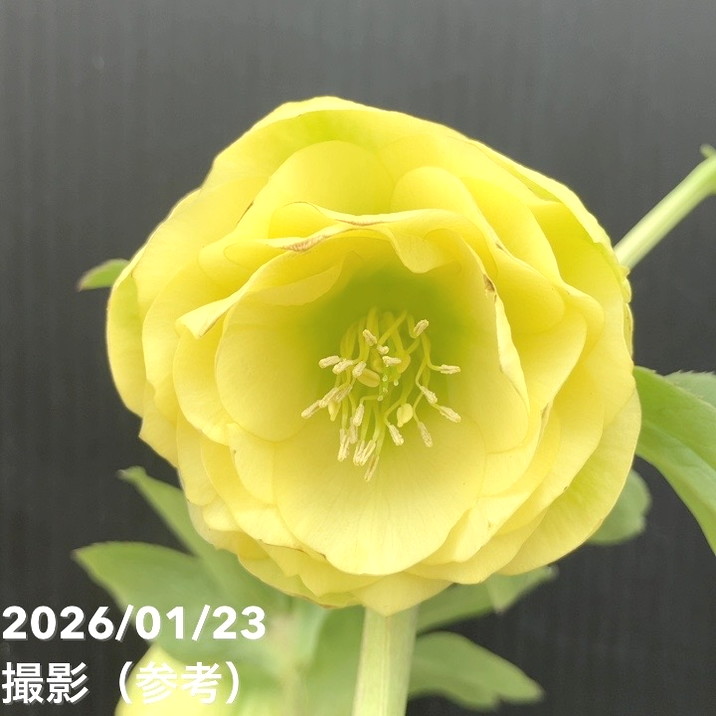 一点物】加藤農園 クリスマスローズ グロッシーカラー 4.5号（KT37