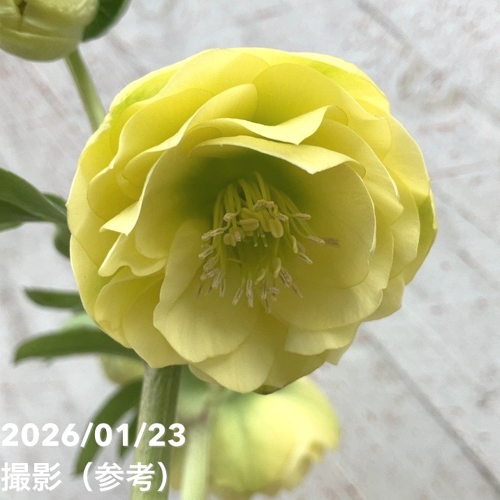 クリスマスローズ　グロッシーカラー　ホワイトピコティ　加藤農園 今日のクリスマスローズ】 #加藤農園 さんのクリスマスローズ