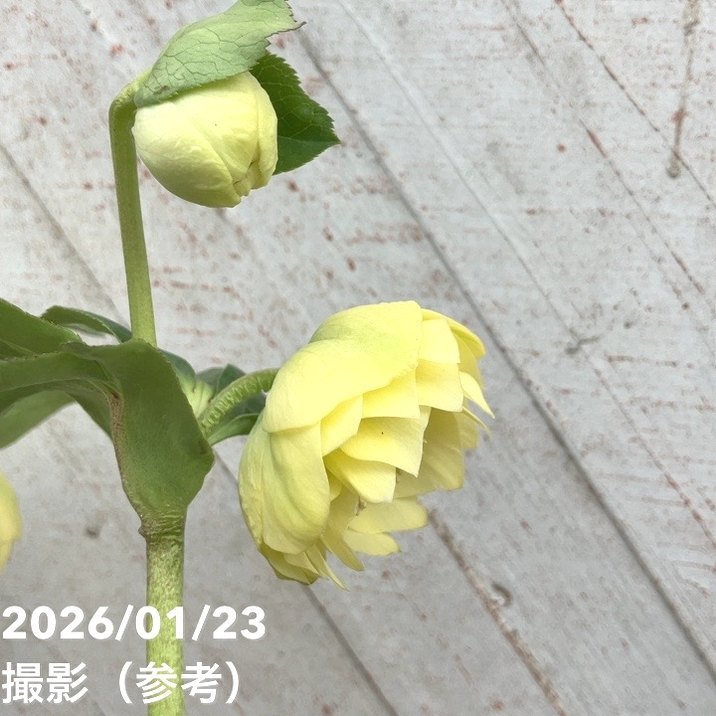 一点物】加藤農園 クリスマスローズ グロッシーカラー 4.5号（KT37