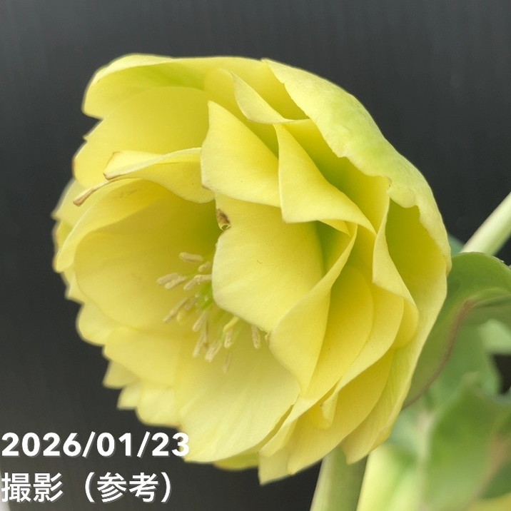 一点物】加藤農園 クリスマスローズ グロッシーカラー 4.5号（KT37