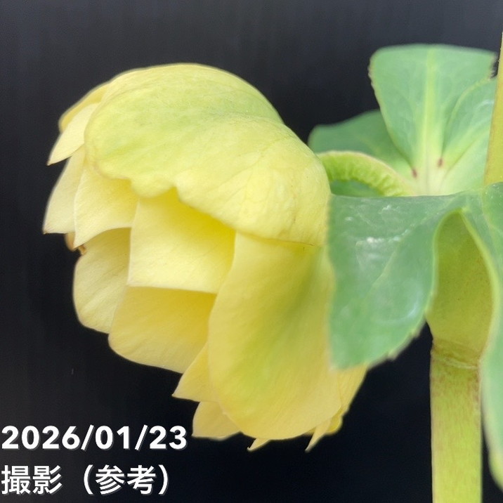 一点物】加藤農園 クリスマスローズ グロッシーカラー 4.5号（KT37