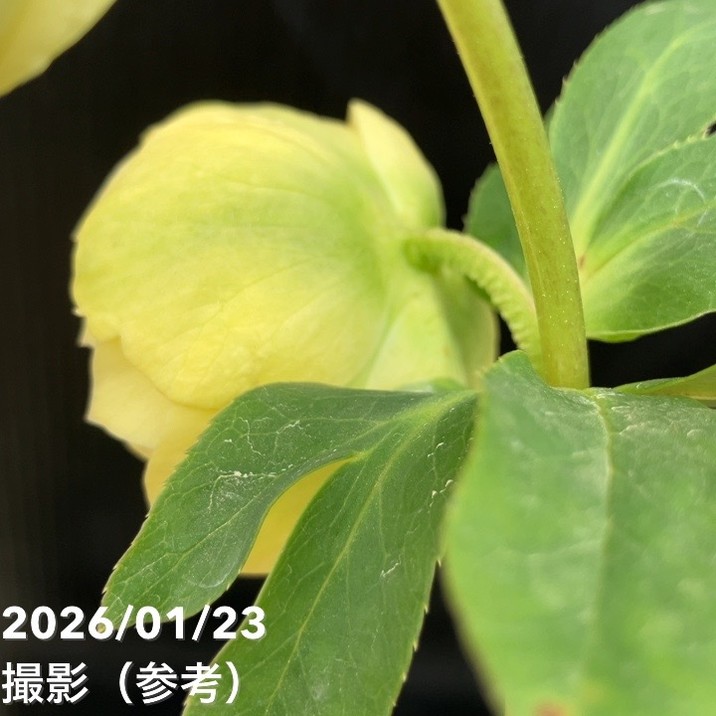 一点物】加藤農園 クリスマスローズ グロッシーカラー 4.5号（KT37