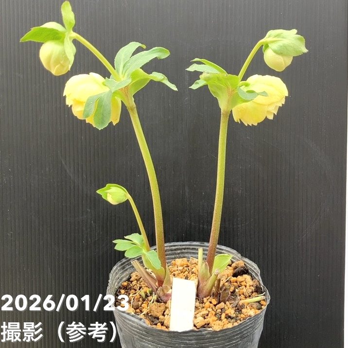 一点物】加藤農園 クリスマスローズ グロッシーカラー 4.5号（KT37