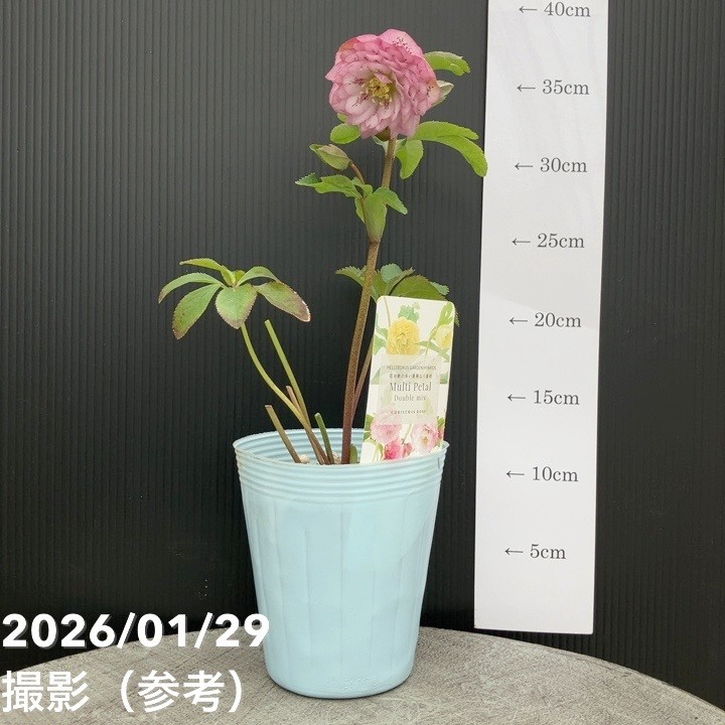 一点物】松村ナーセリー クリスマスローズ Muliti Petal Double mix 4