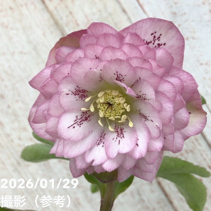 一点物】松村ナーセリー クリスマスローズ Muliti Petal Double mix 4