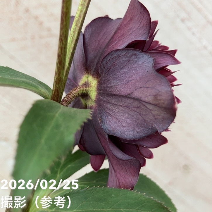 一点物】広瀬園芸 クリスマスローズ 4.5号（HR42）｜山野04-PA | 草花