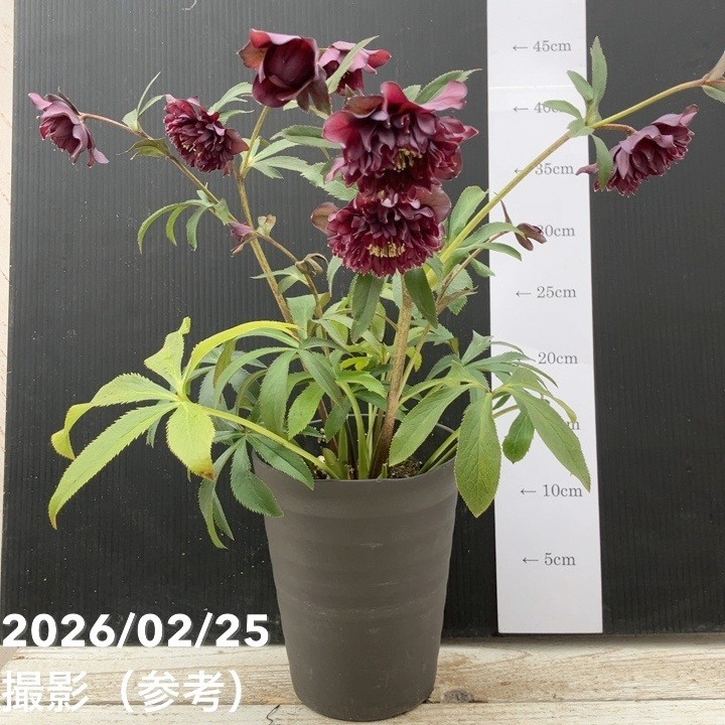 一点物】広瀬園芸 クリスマスローズ 4.5号（HR42）｜山野04-PA | 草花